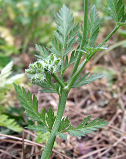 שפלה, מרץ. צילום: © שרה גולד