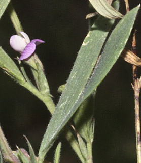 חרמון רום 1500, 27-04-09. צילום: © שמעון כהן-סיוון
