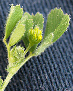 מרץ. צילום: © דרור מלמד