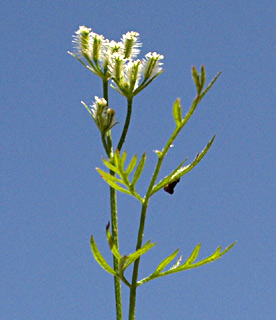 יער אמציה, מרץ. צילום: © דרור מלמד