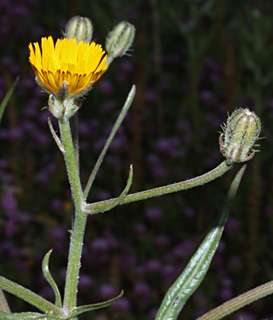 חולות חוף הים תל אביב, מרץ. צילום: © דרור מלמד