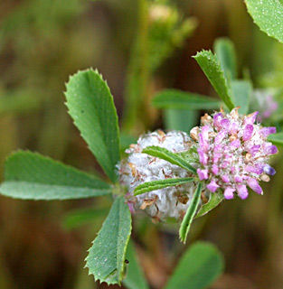 בני-ברק, מרץ. צילום: © דרור מלמד
