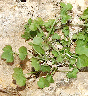 חרמון. צילום: © מייק לבנה