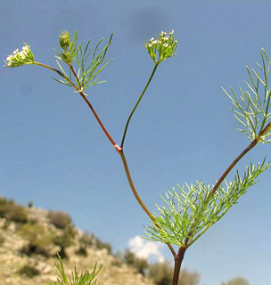 חרמון, 4-2013. צילום: © עירית צוק קובצ'י