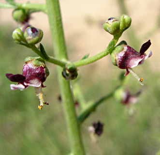 שמורת פורה, מרץ. צילום: © יפתח מזור