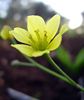 בית נטופה, מרץ, צילום: © יובל עברון