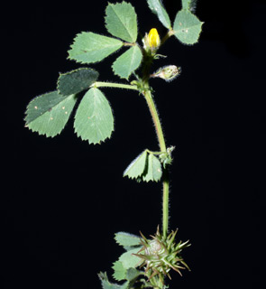 אחו בנימינה, מרץ. צילום: © דרור מלמד