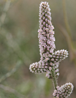 צילום: © אלי ליבנה
