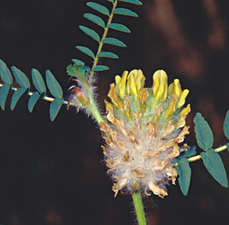 עפולה, 5-03. צילום: © יהודה מרטה