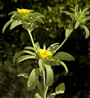 ראש הנקרה, צילום: © יהודה מרטה