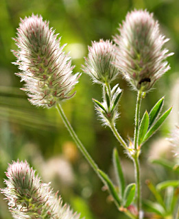 בני ברק, אפריל. צילום: © דרור מלמד