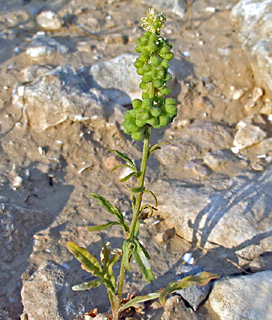רכס מעון, אפריל. צילום: עוז גולן