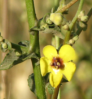 גולן. צילום: © יואב גרטמן