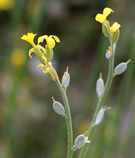 חרמון, 5-2019. צילום: © שרה גולד