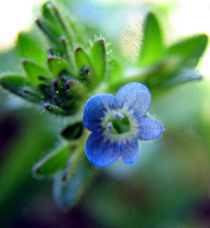 שרון, אפריל. צילום: ©  ערגה אלוני