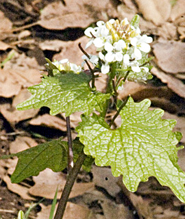 חרמון, אפריל. צילום: © יהודה מרטה