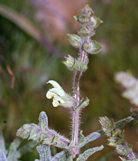 צילום: © יהודה מרטה
