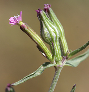 שומרון, 24-4-2014. צילום: © שרה גולד
