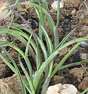 גליל עליון, אפריל. צילום: © ערגה אלוני