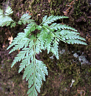 נחל כזיב, אפריל. צילום: © שרה גולד
