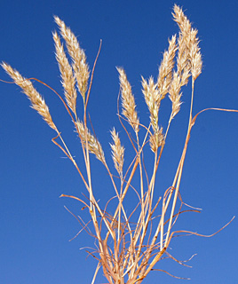 חולות נחל סכר, 5-2014. צילום: © דרור מלמד