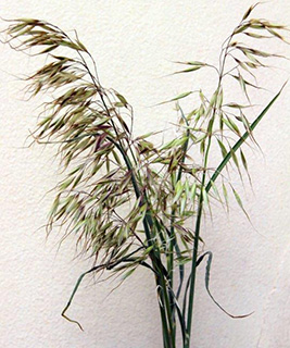 חרמון, 5-2015. צילום: © ערגה אלוני