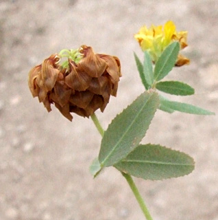 מבצר המונפורט, אפריל. צילום: © שרה גולד