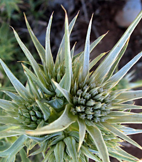 חרמון, ספטמבר. צילום: © ערגה אלוני