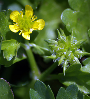 אפריל. צילום: © דרור מלמד