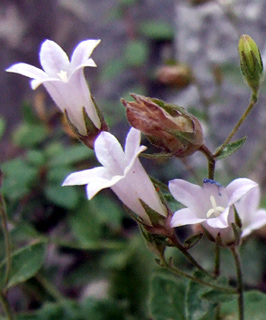 מונפורט, אפריל. צילום: © שרה גולד