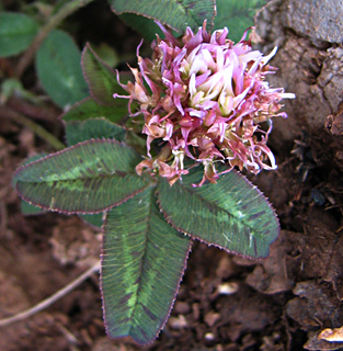 חרמון, מאי. צילום: © ערגה אלוני