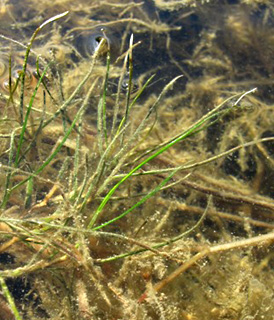 גולן, 10-2010. צילום: ©  עירית צוק קובצ'י