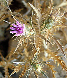 ערבה, יוני. צילום: © יפתח מזור