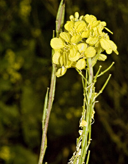 חיפה, אפריל, צילום: © יהודה מרטה