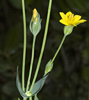 גני הברון זכרון-יעקב, מאי. צילום: © יהודה מרטה