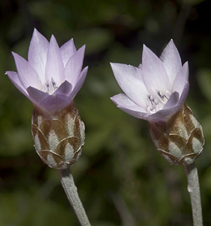 גני הברון זכרון-יעקב, 5-2011, צילום: © יהודה מרטה
