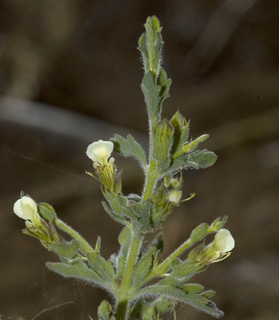 קיבוץ גילאון, 7-5-10. צילום: © יהודה מרטה