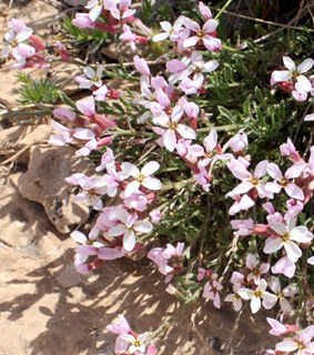 חרמון, 14-5-09. צילום: © ערגה אלוני