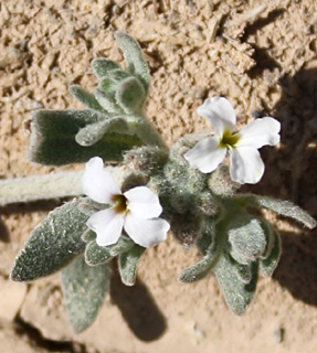 ערבה, פברואר. צילום: © ערגה אלוני
