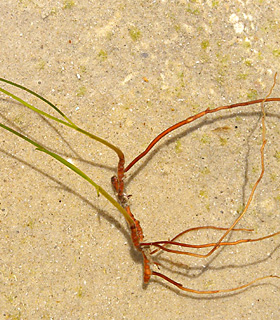 חוף הים אשדוד, 4-4-09. צילום: © עוז גולן