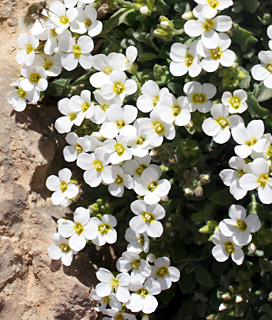 חרמון, 14-5-09. צילום: © ערגה אלוני