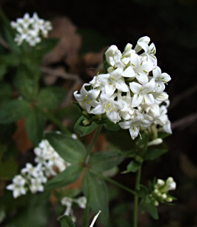 גליל עליון, אפריל. צילום: © שרה גולד