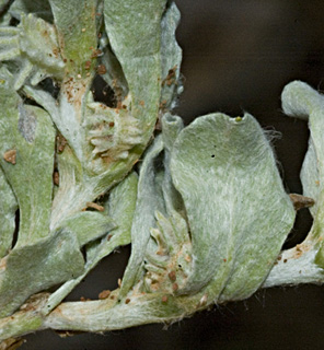 חרמון. צילום: © יהודה מרטה