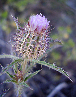 עמק בית נטופה, אפריל. צילום: © יובל עברון
