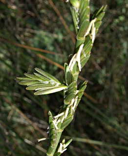 עמק עכו, יוני. צילום: © שרה גולד