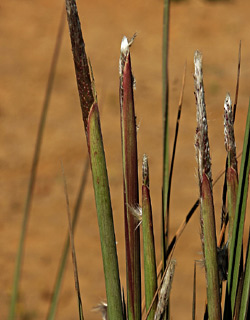 צילום: © אלי ליבנה