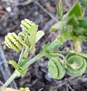 גולן, מרץ. צילום: © שרה גולד