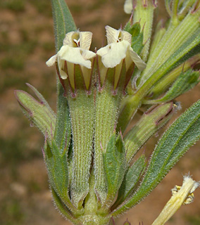 רכס מעון, 27-4-09. צילום: © עוז גולן