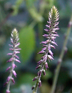 שרון, 4-2014. צילום: © ערגה אלוני