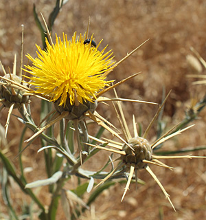 צומת גולני, 4-2014. צילום: © איתן שפירא